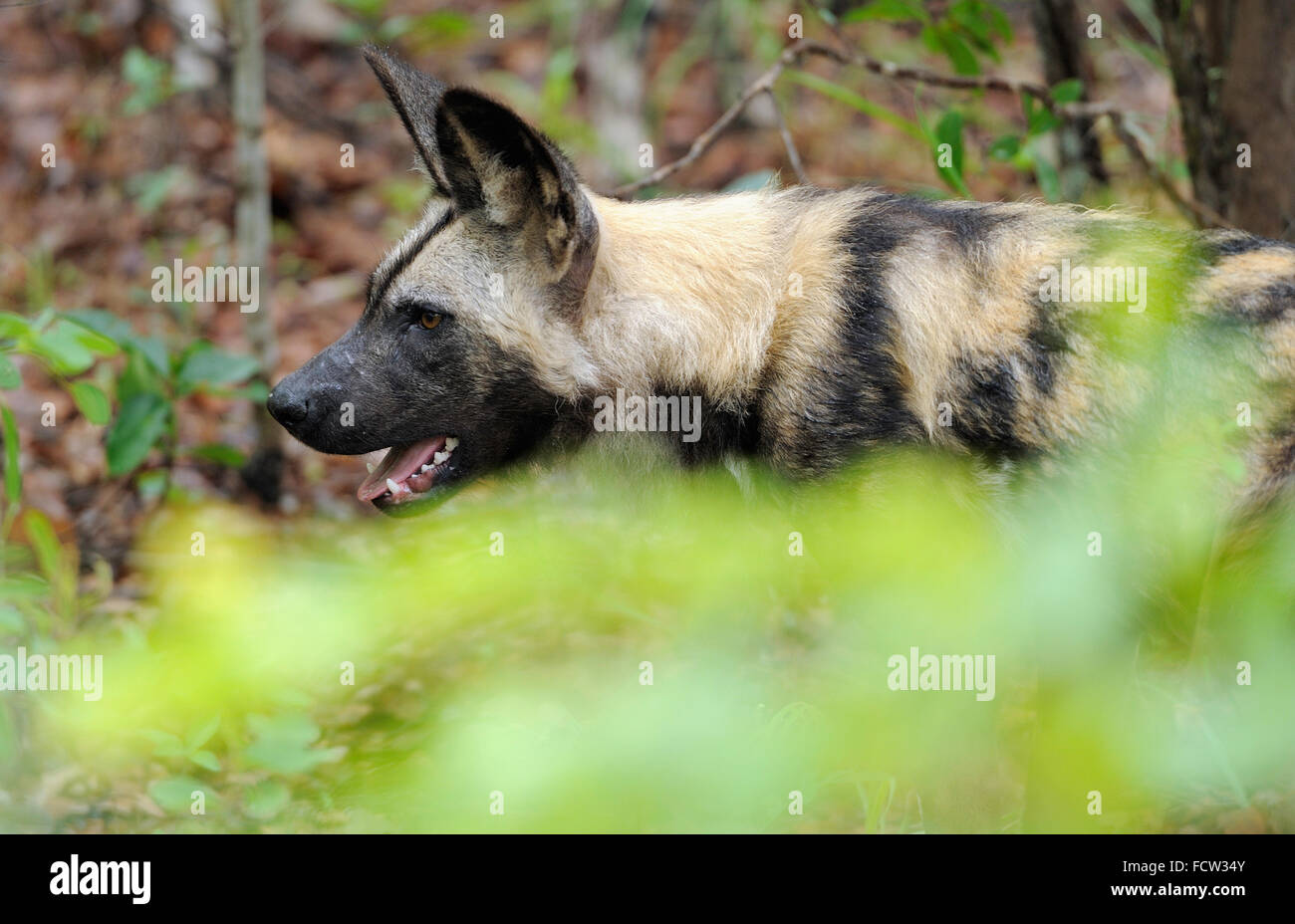 Painted dog (Lycaon pictus), captive, Painted dog centre, Zimbabwe