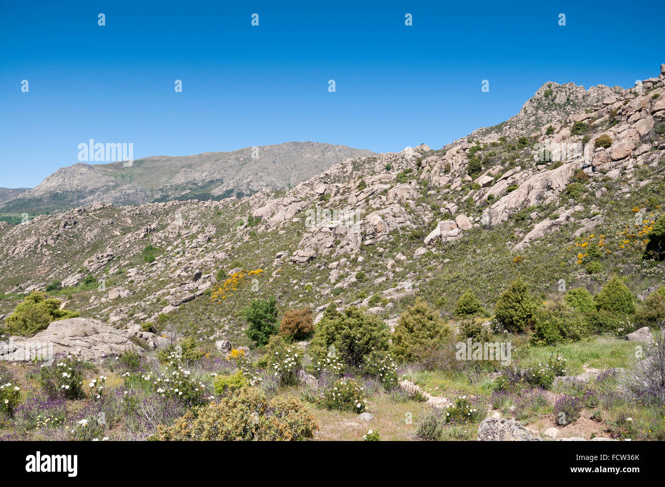 Mediterranean vegetation in Sierra de La Cabrera, Madrid, Spain Stock Photo