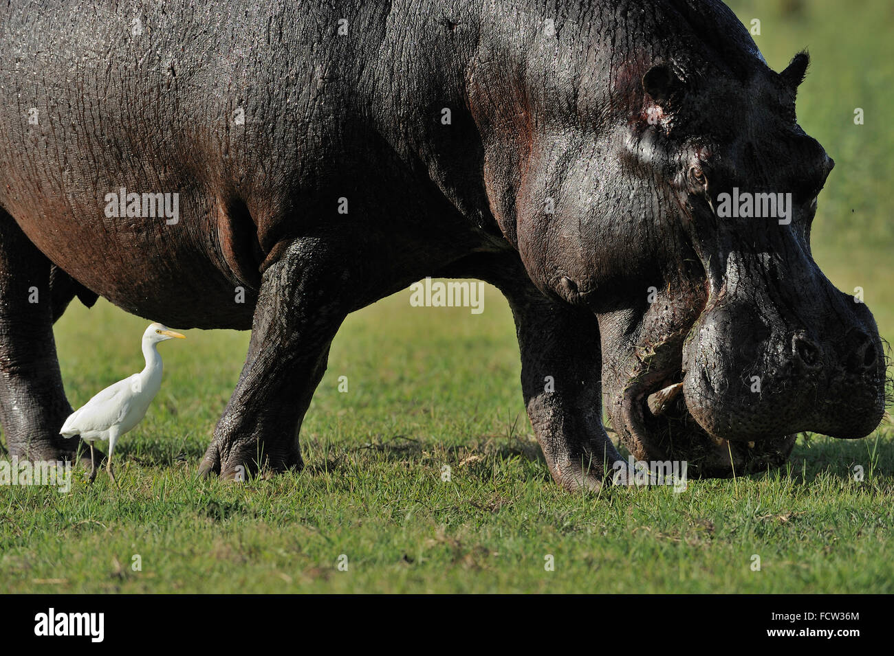 Hippopotamus (Hippopotamus amphibius), Chobe NP, Botswana Stock Photo