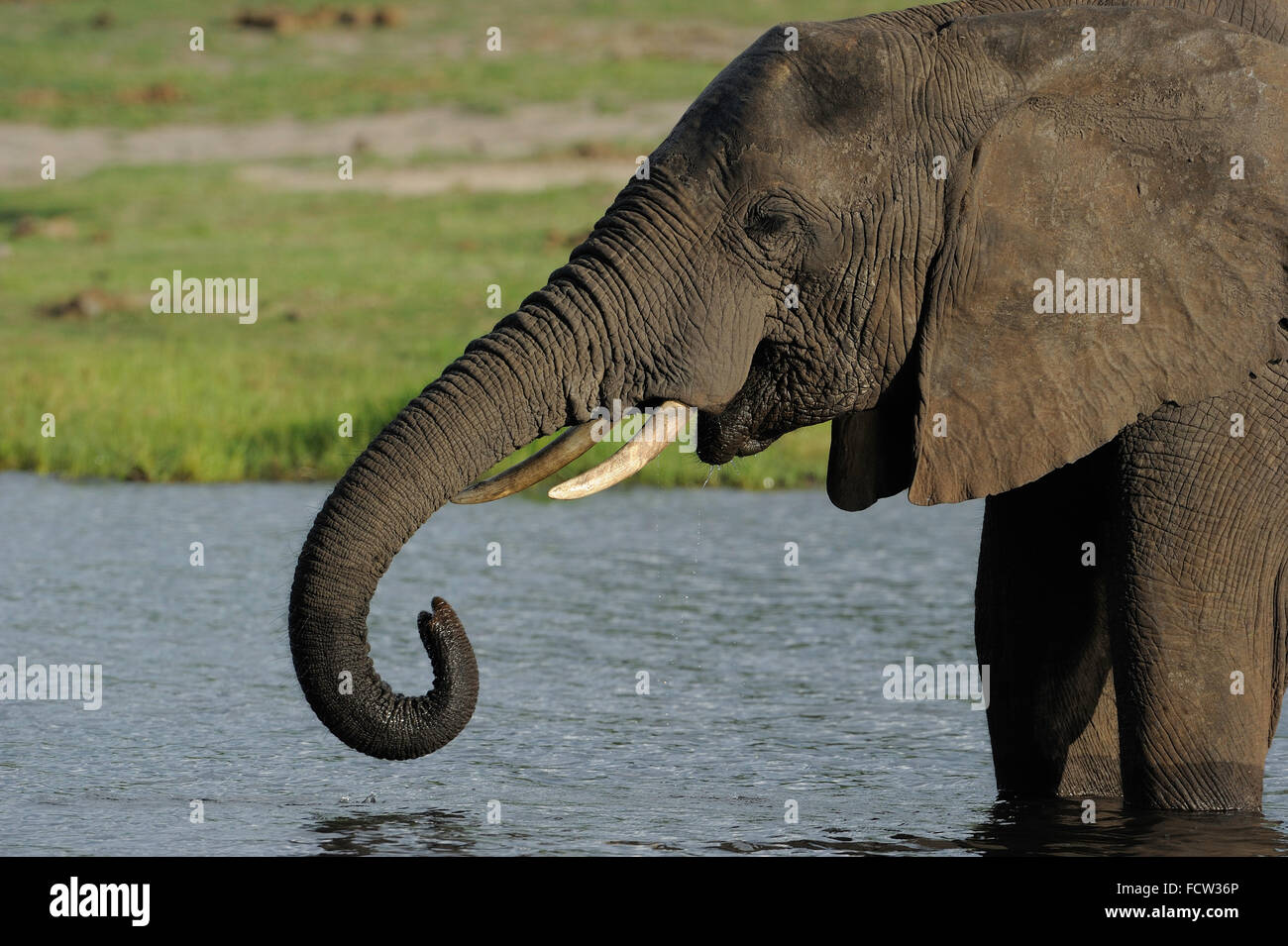African elephant (Loxodonta sp.), Chobe NP, Botswana Stock Photo