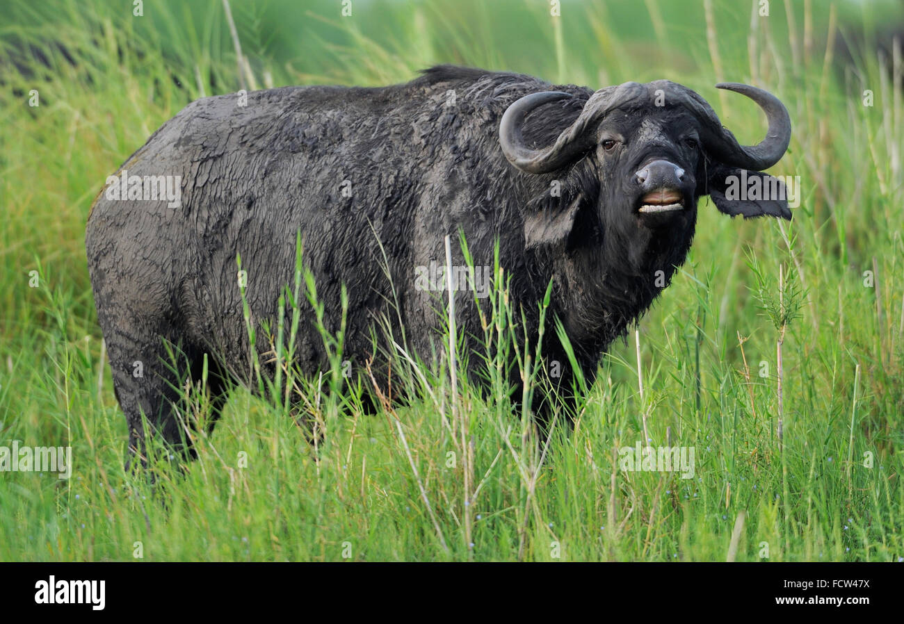 Cape buffalo (Syncerus caffer), Chobe NP, Botswana Stock Photo