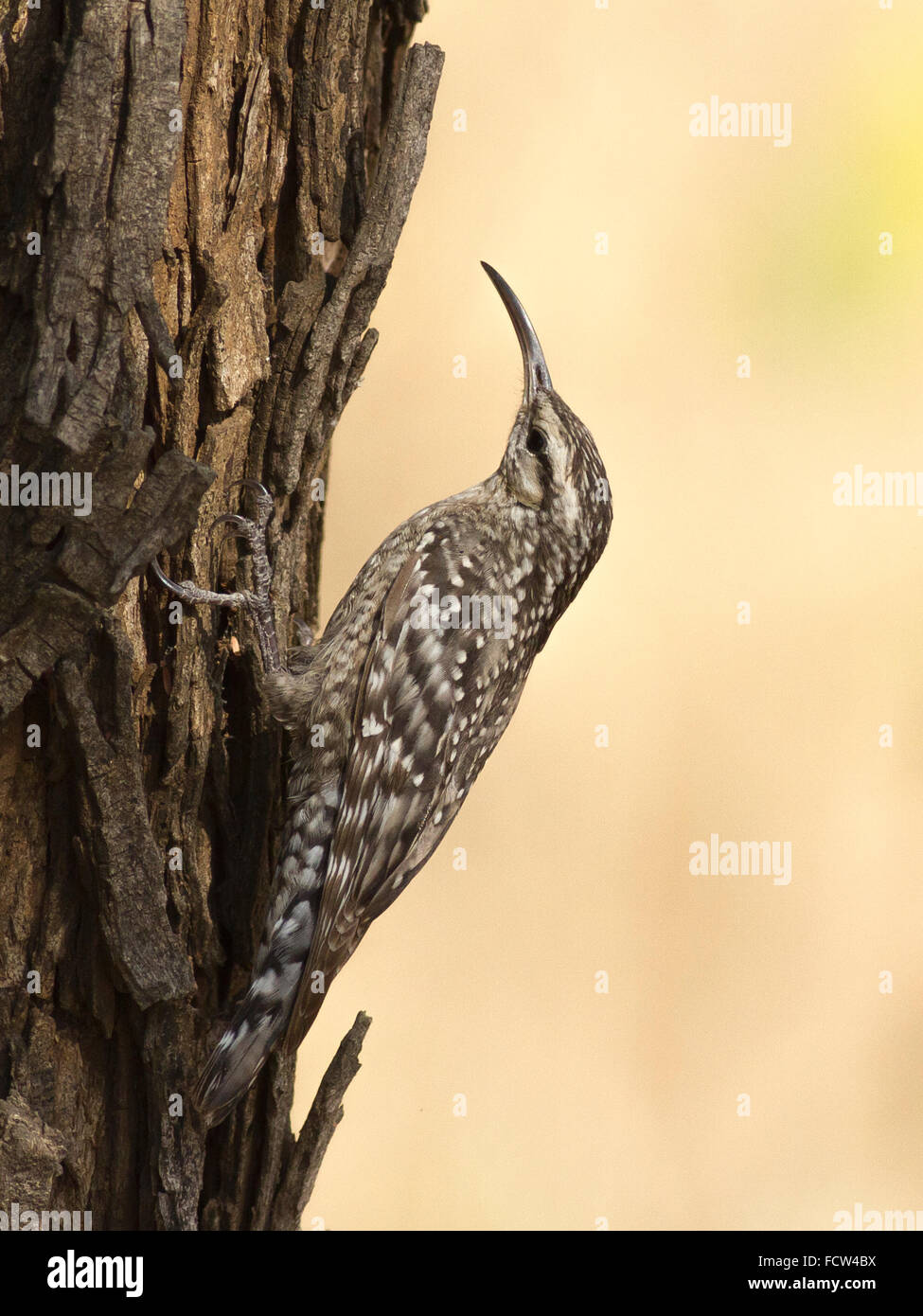 Indian spotted creeper (Salpornis spilonotus) at Dahod, Gujarat, India