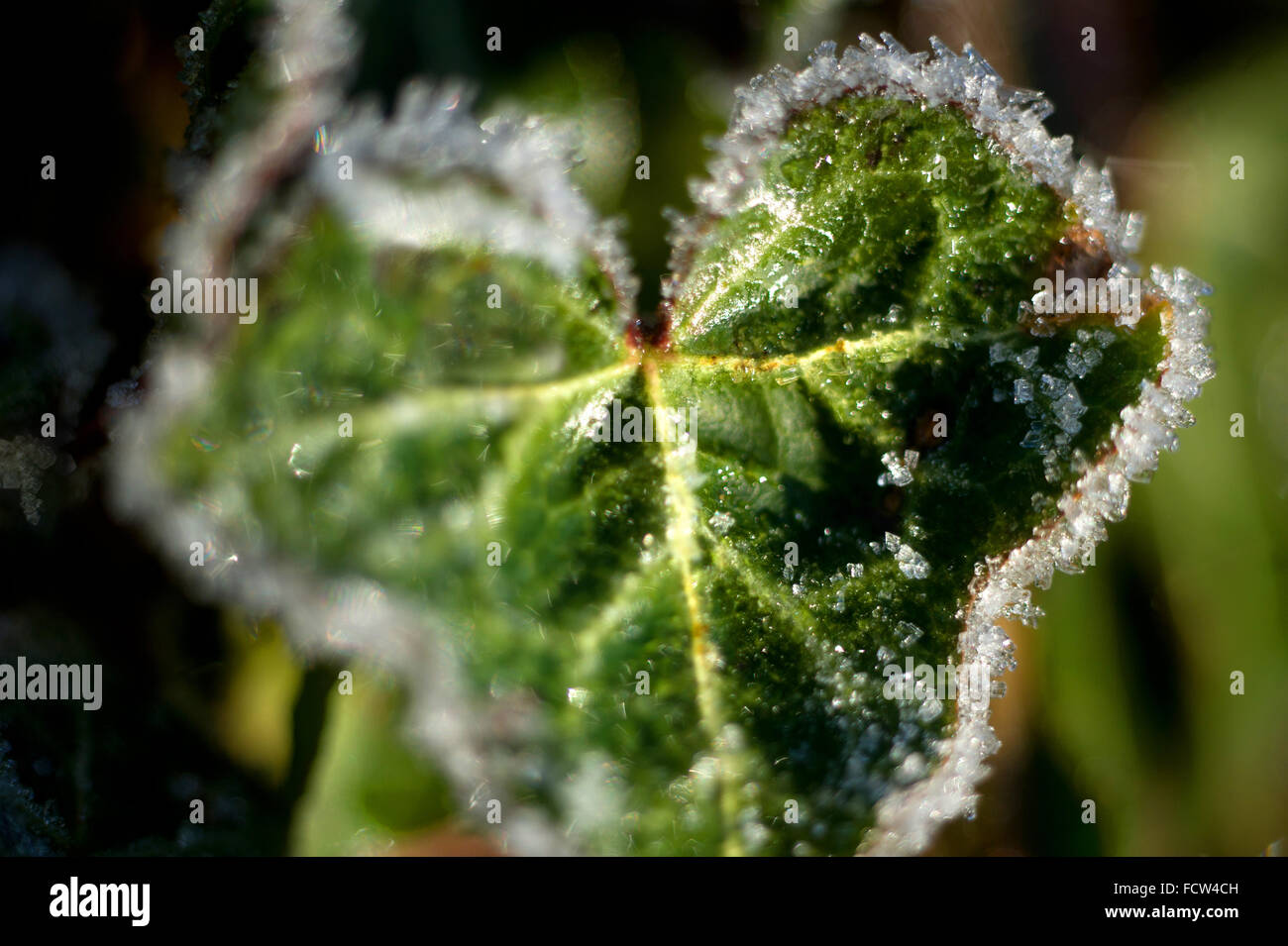Ivy leaf laced with frost Stock Photo Alamy