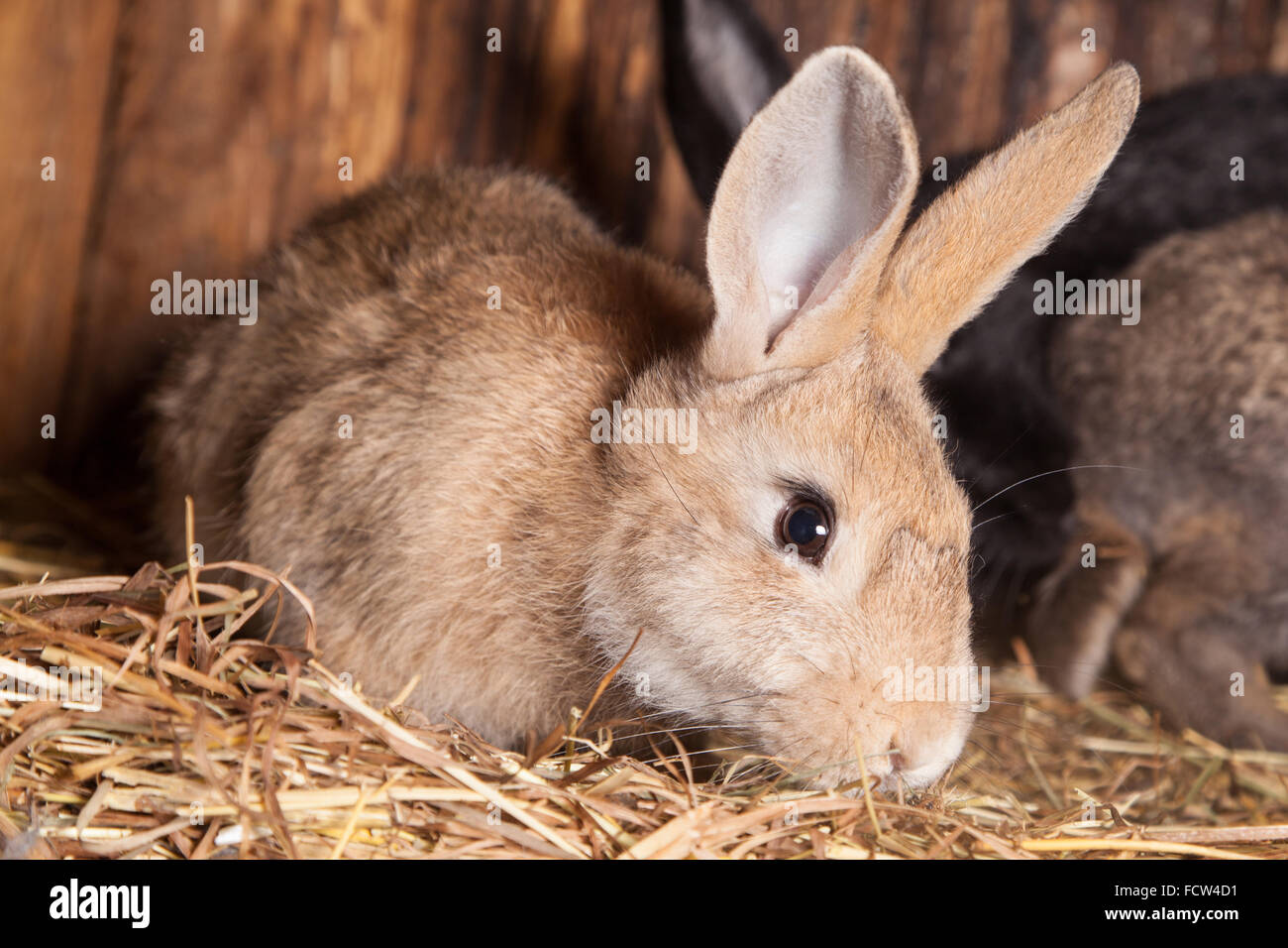 Rabbit  in the barn. Stock Photo