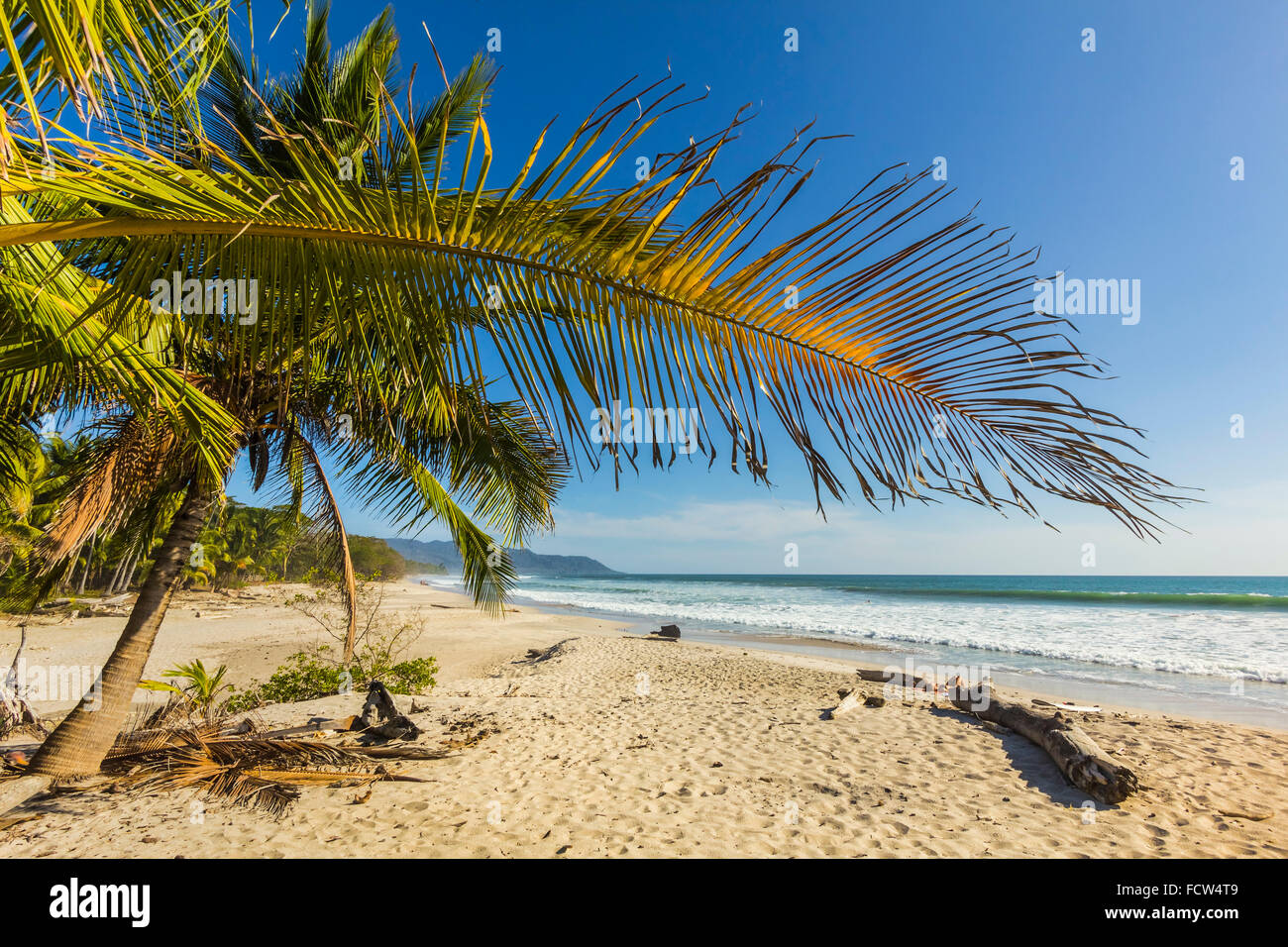 Palm trees on this beautiful surf beach near Mal Pais on the Nicoya Peninsula; Santa Teresa, Puntarenas, Costa Rica Stock Photo