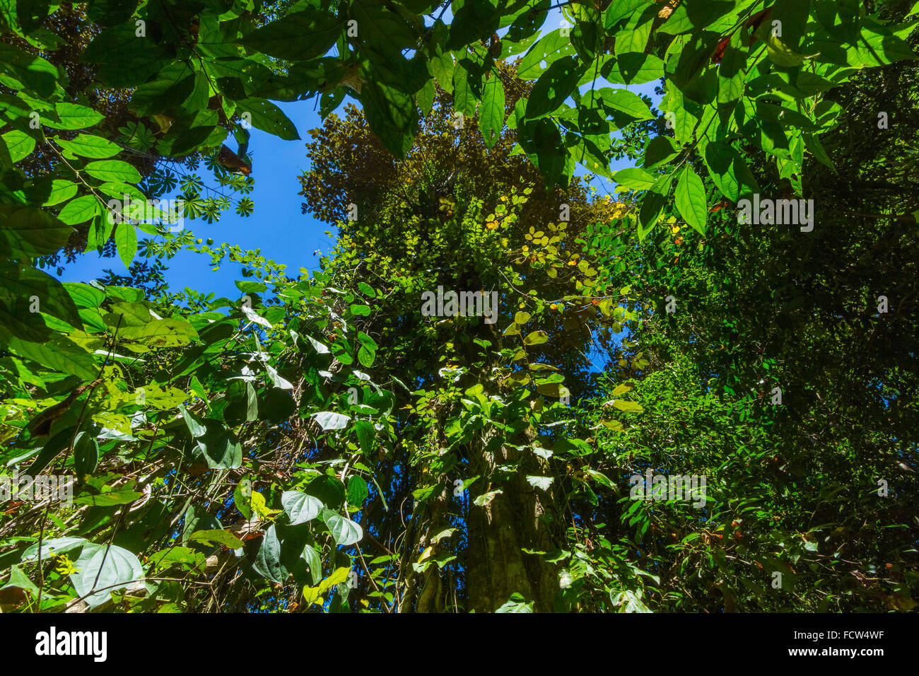 View to jungle canopy at Cabo Blanco nature reserve, Nicoya Peninsula's southern tip; Cabo Blanco, Mal Pais, Puntarenas, Costa R Stock Photo