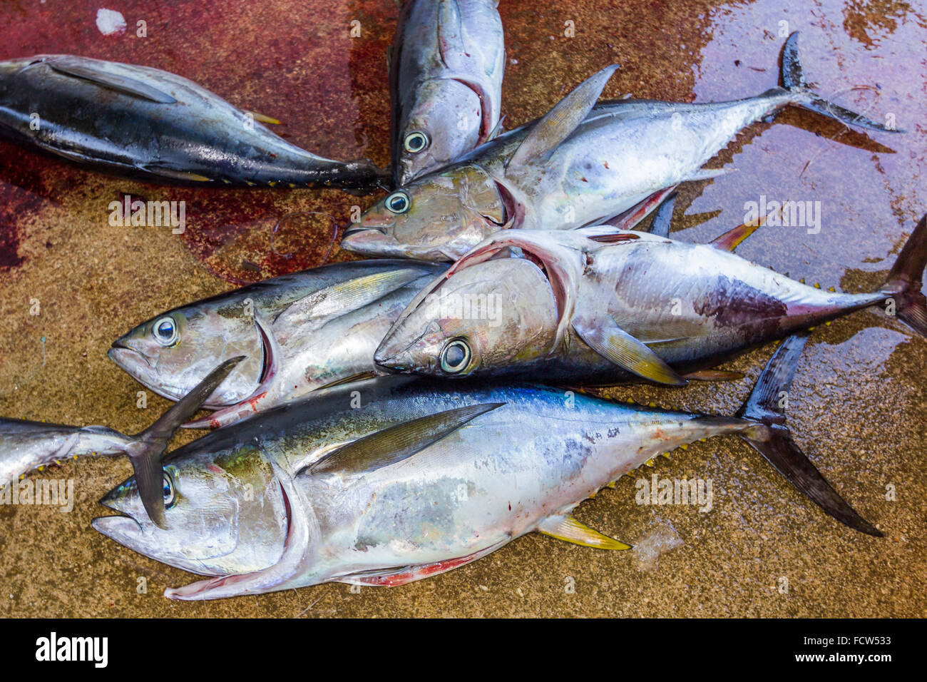 Yellowfin Tuna on fishing boat dock at Tambor on the south Gulf of
