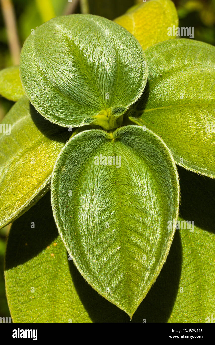 Plectranthus plant - probably argentatus 'Silver Shield' on south coast of Nicoya Peninsula; Santa Teresa, Puntarenas, Costa Ric Stock Photo