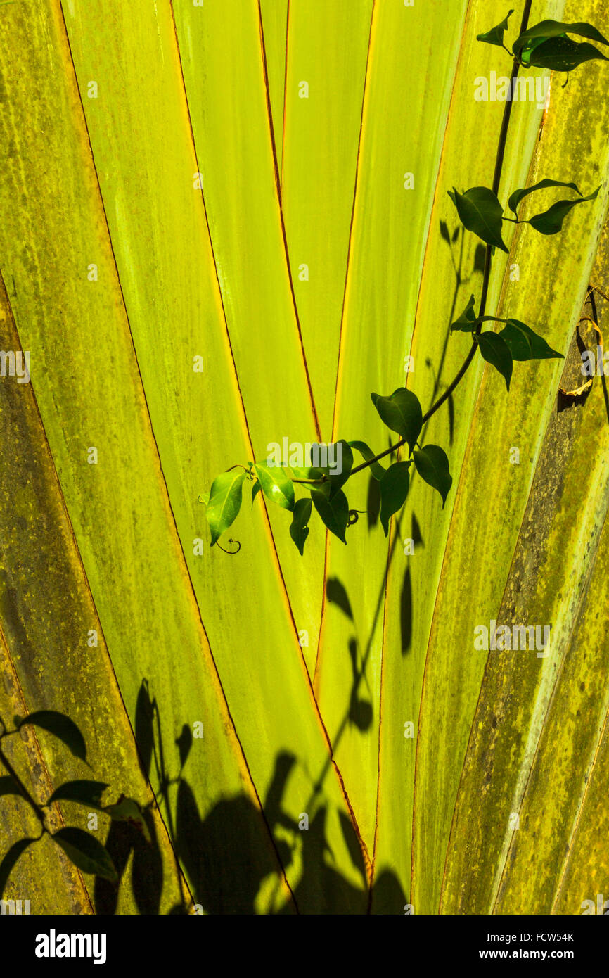 Giant Bird of Paradise plant (banana family) on the south coast of the