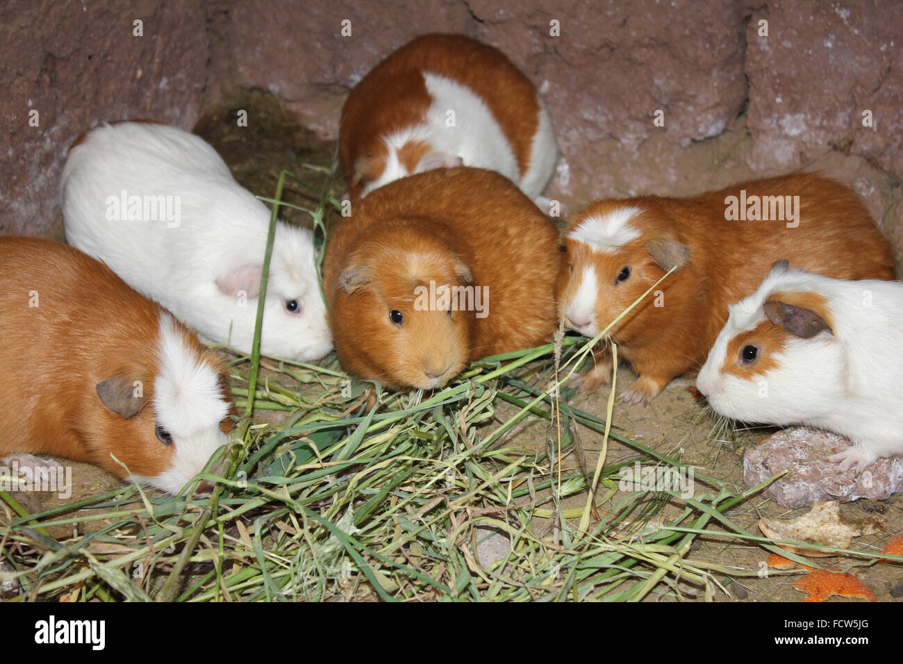 Guinea Pigs Being Bred For Eating In Peru Stock Photo