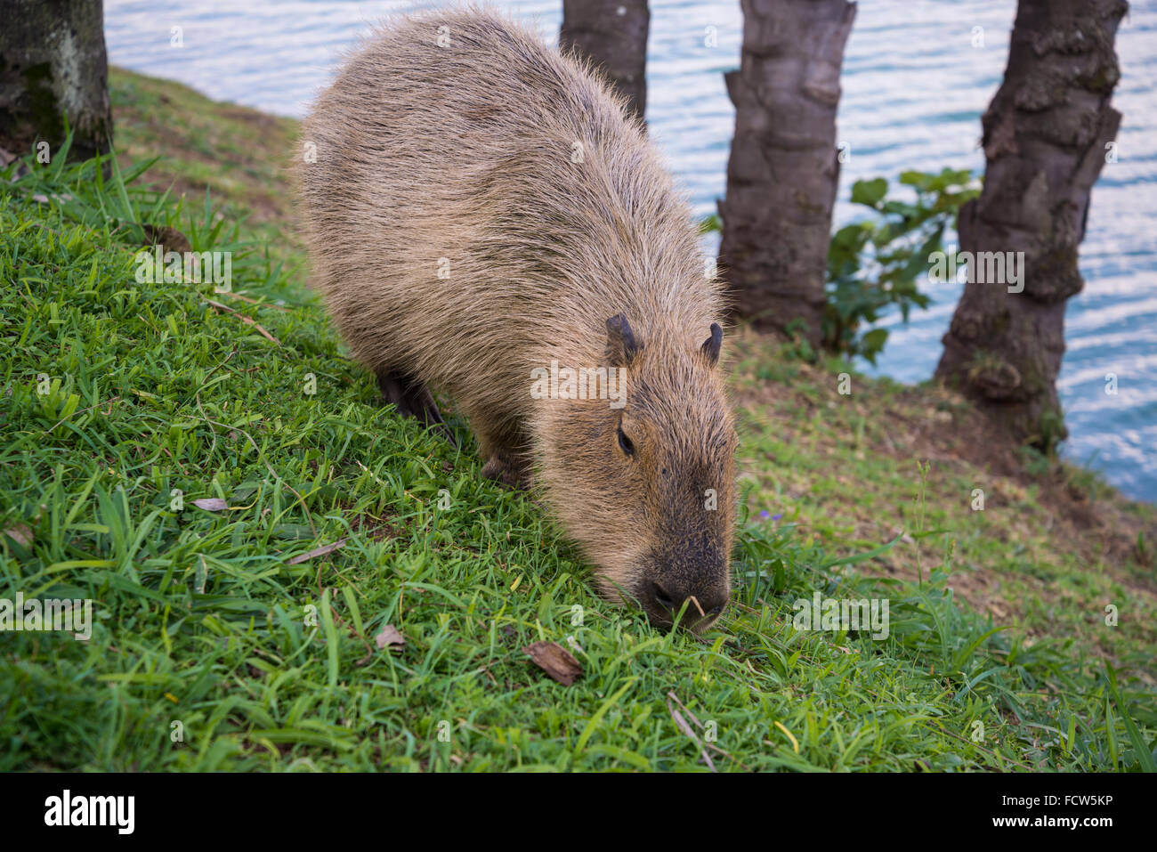 ProChessLeague on X: The Brazil Capybaras lead by a point after the first  round. #ProChess  / X