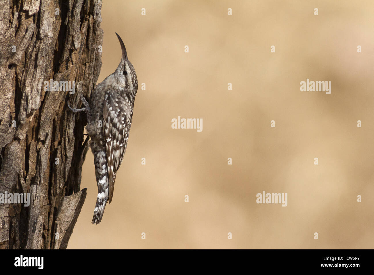 Indian spotted creeper (Salpornis spilonotus) at Dahod, Gujarat, India