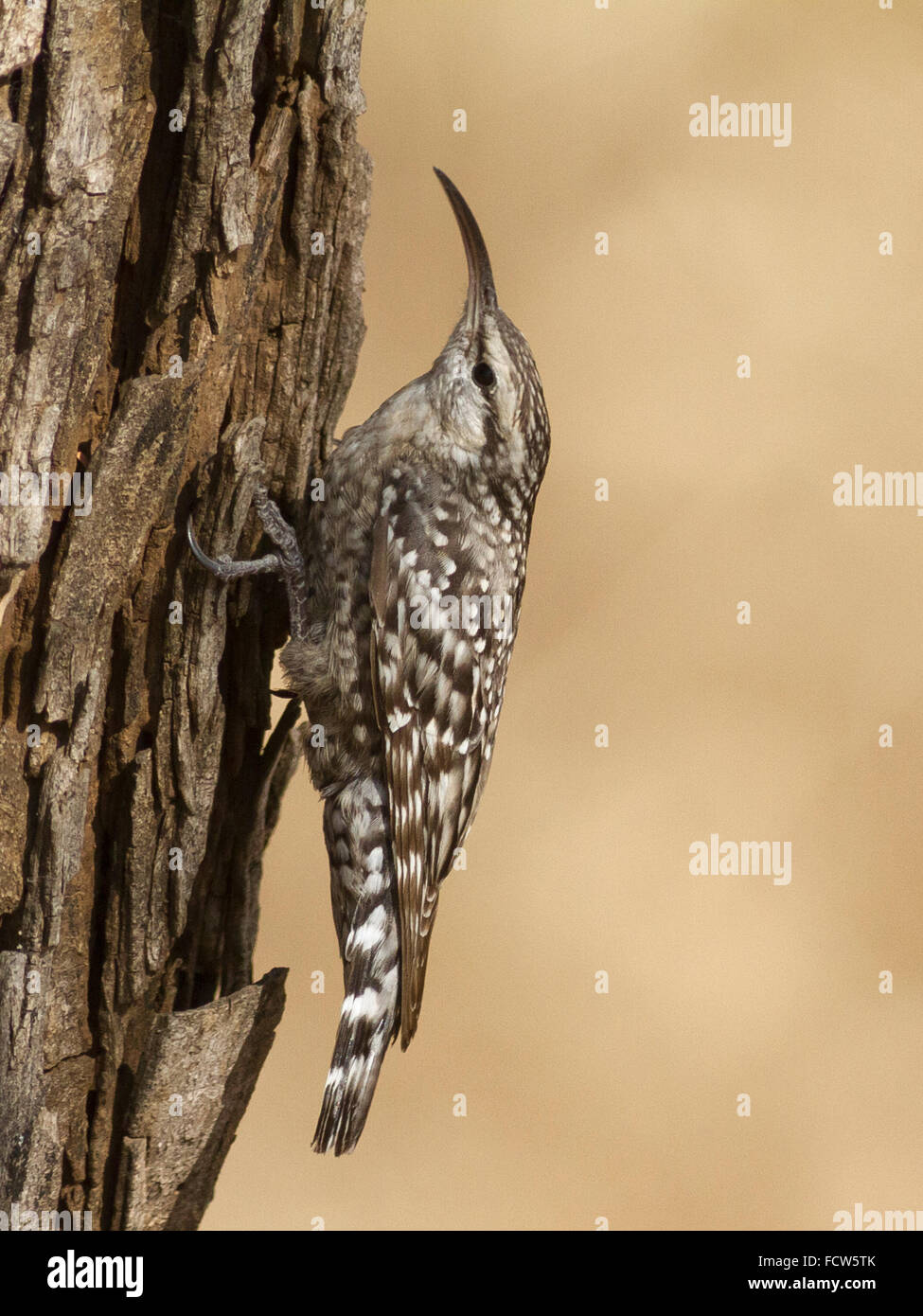Indian spotted creeper (Salpornis spilonotus) at Dahod, Gujarat, India