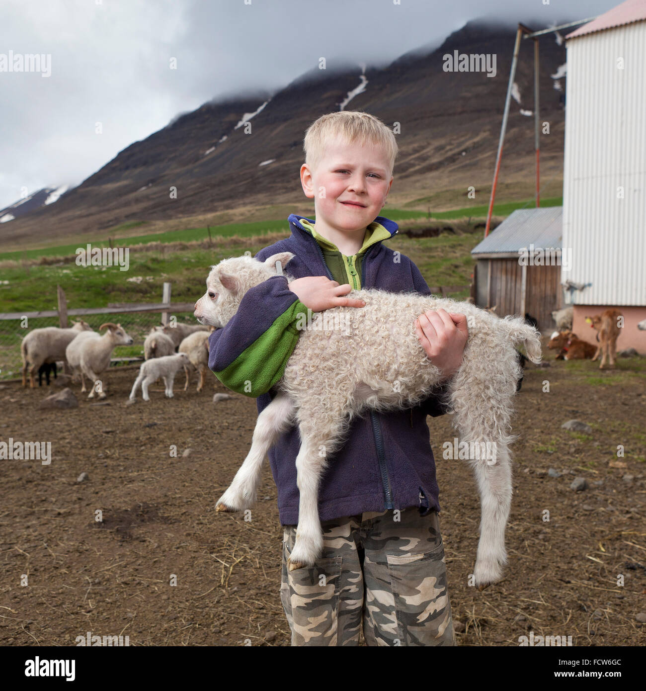 Boys with young sheep,  Audbrekka farm, Horgardalur valley, Iceland Stock Photo