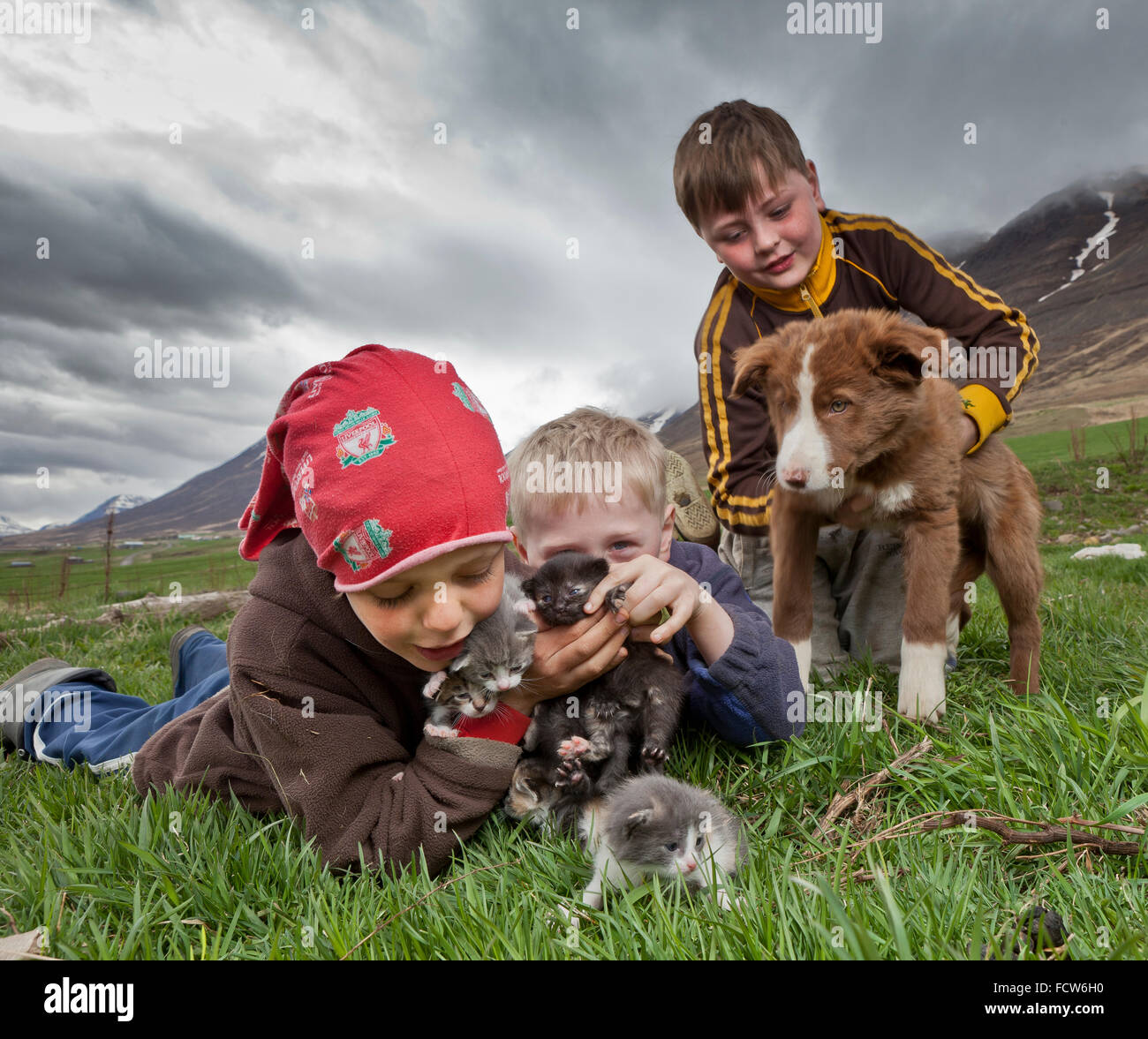 Boys with kittens and puppy,  Audbrekka farm, Horgardalur valley, Iceland Stock Photo