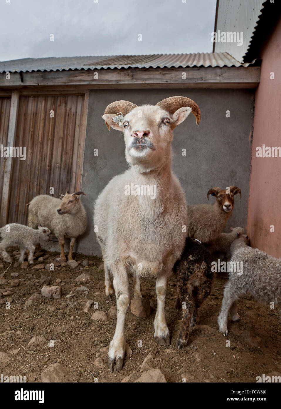 Sheep, Audbrekka farm, Horgardalur valley, Iceland Stock Photo