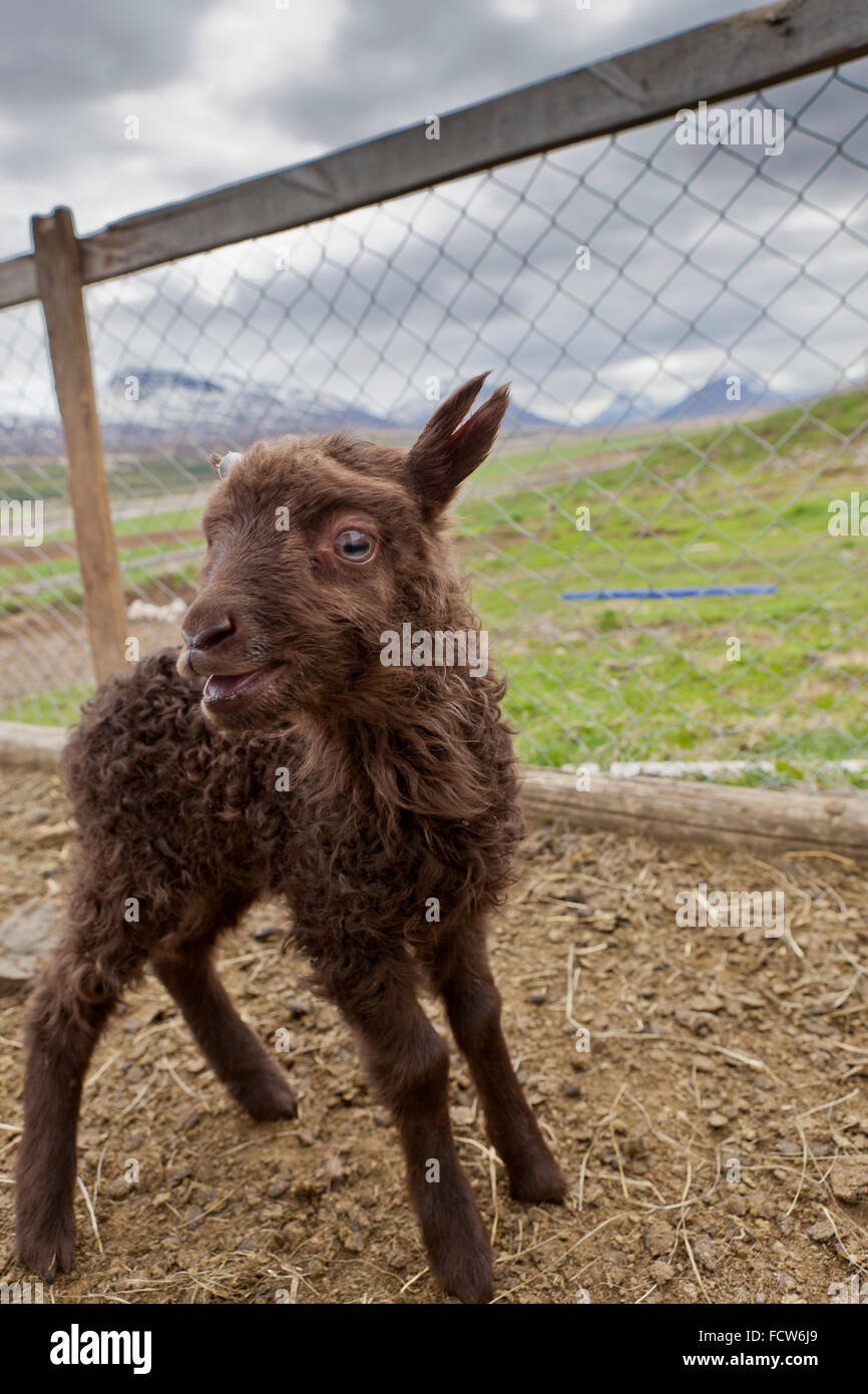 Young spring lamb, Audbrekka farm, Horgardalur valley, Iceland Stock Photo