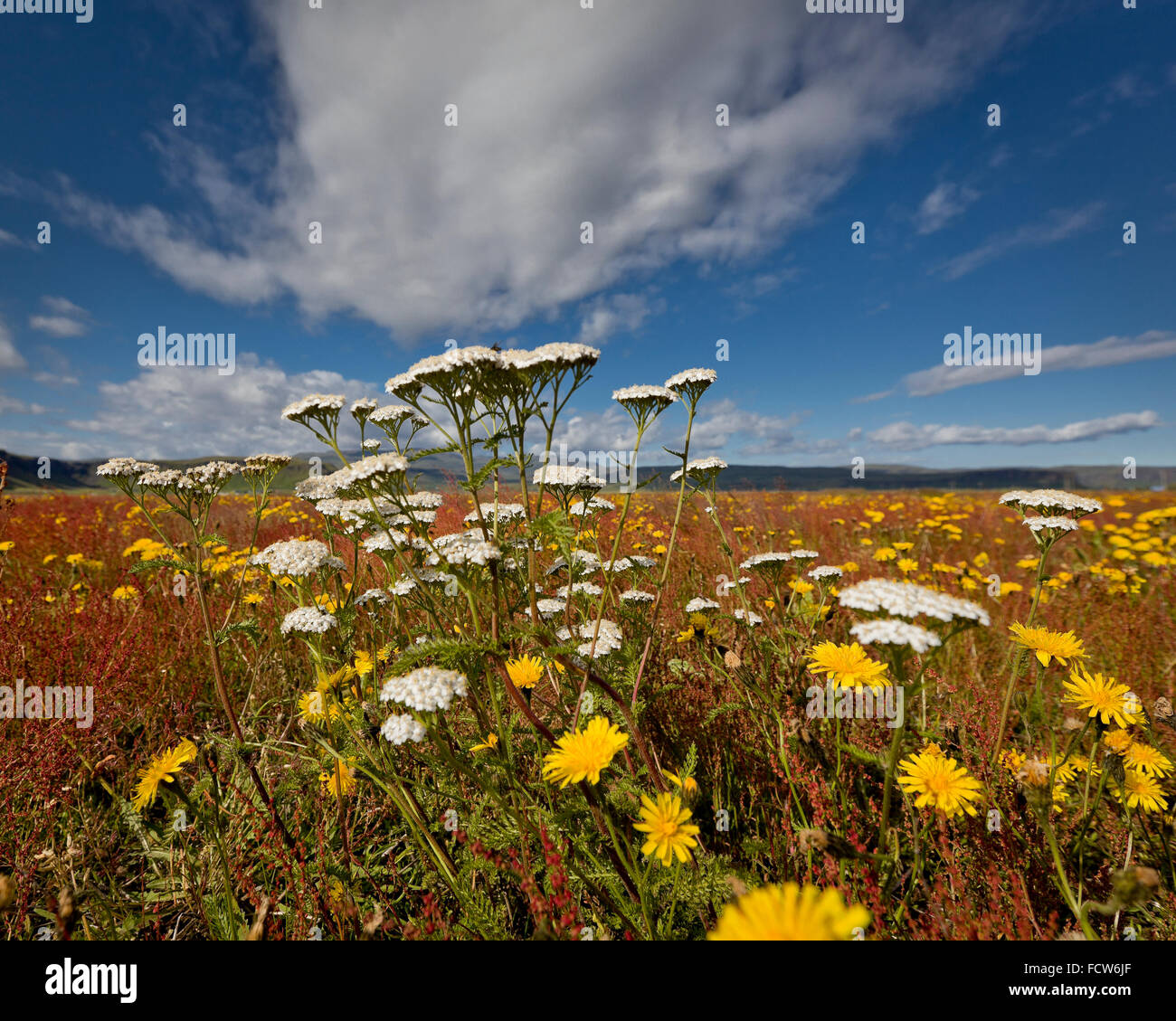 Wildflowers in the summer, Kirkjubaejarlaustur, Iceland Stock Photo