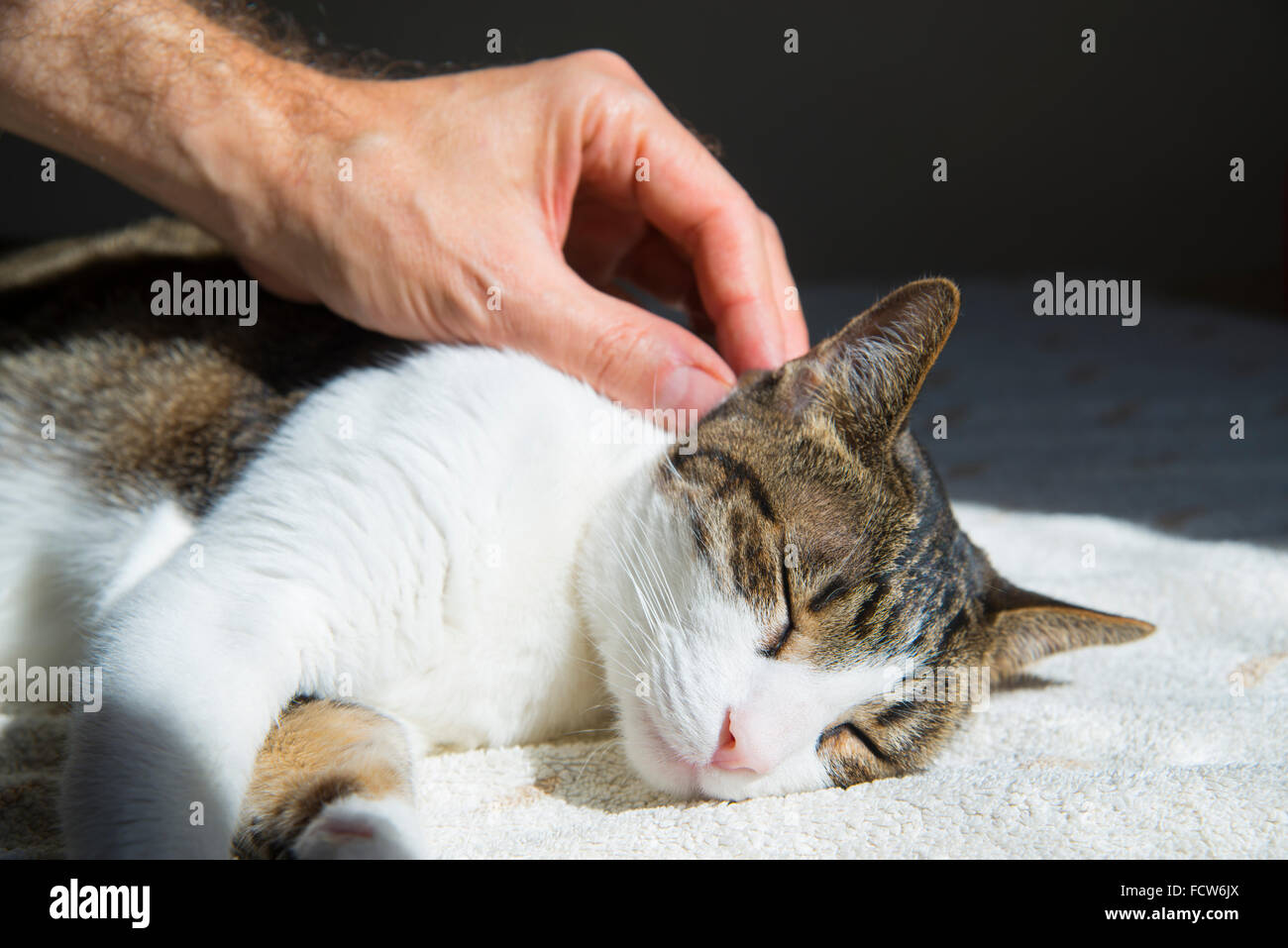 Man's hand stroking cat's head while he is sleeping. Close view. Stock Photo