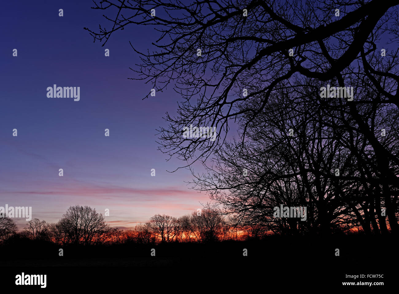 Trees silhouetted against a colorful dawn sky in winter Stock Photo - Alamy