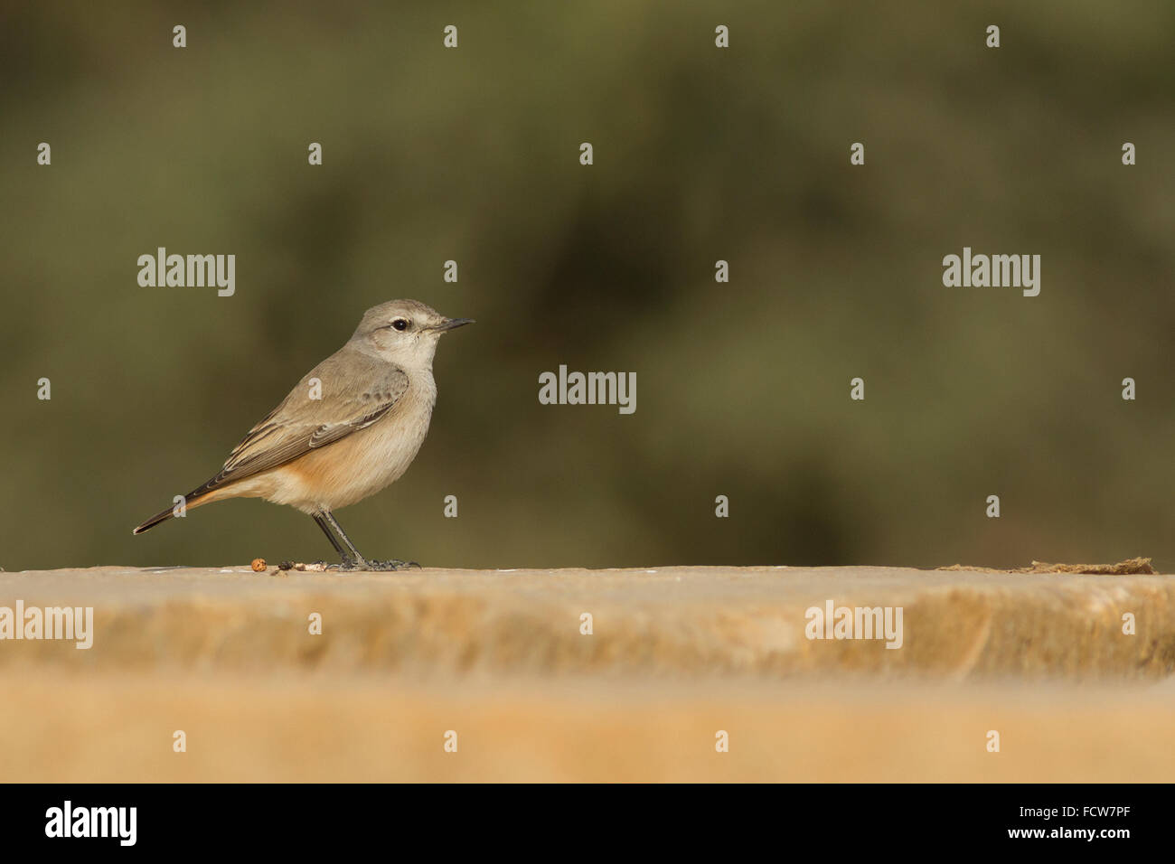redtailed wheatear (Oenanthe chrysopygia) at Rajasthan, India Stock