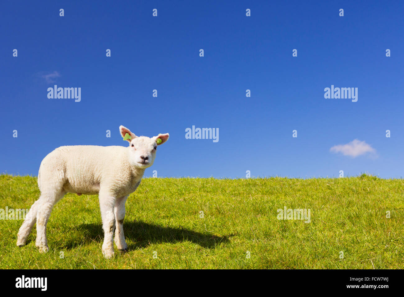 A cute little Texel lamb in the grass on the island of Texel in The Netherlands on a sunny day. Stock Photo