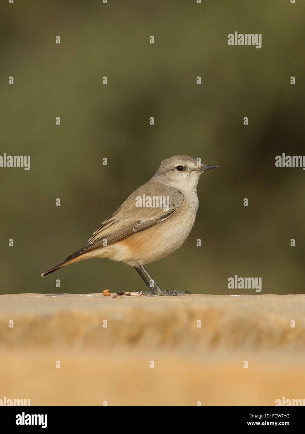 red-tailed wheatear (Oenanthe chrysopygia) at Rajasthan, India Stock Photo