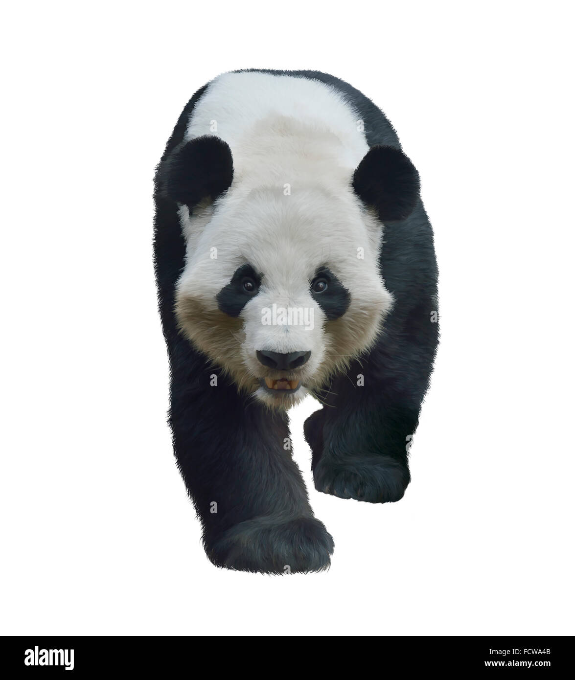 Digital Painting of Giant Panda Bear isolated on white Stock Photo