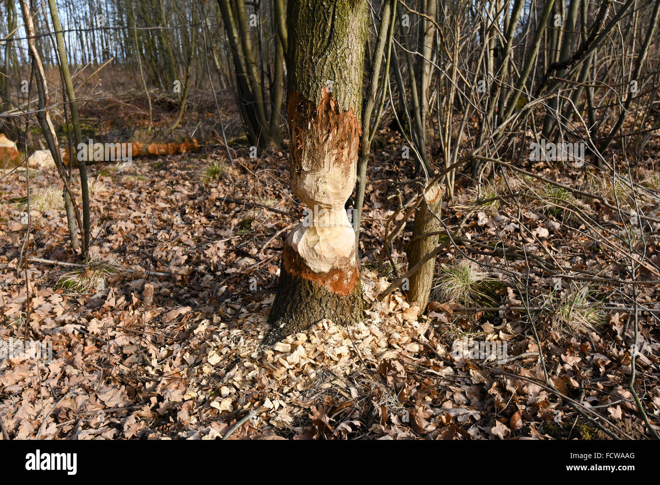 Beaver Tree Damage High Resolution Stock Photography and Images Alamy
