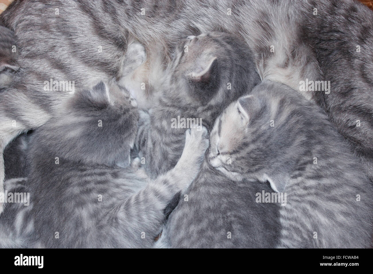 cat and its newborn kittens of Scottish Straight breed Stock Photo