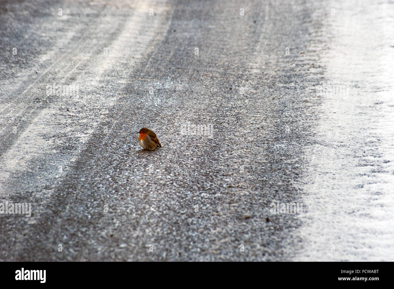 Robin in the middle of frozen road Stock Photo