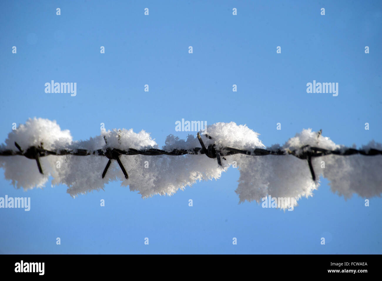 Snow covered barbed wire, Northumberland Stock Photo