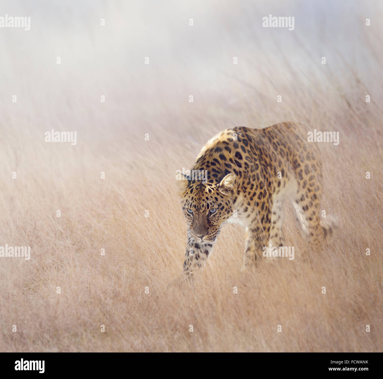 Leopard Walking in The Grass Stock Photo - Alamy