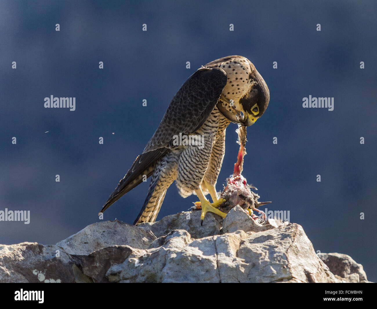 A peregrine falcon eating a starling on a rock. It is shown as shatters
