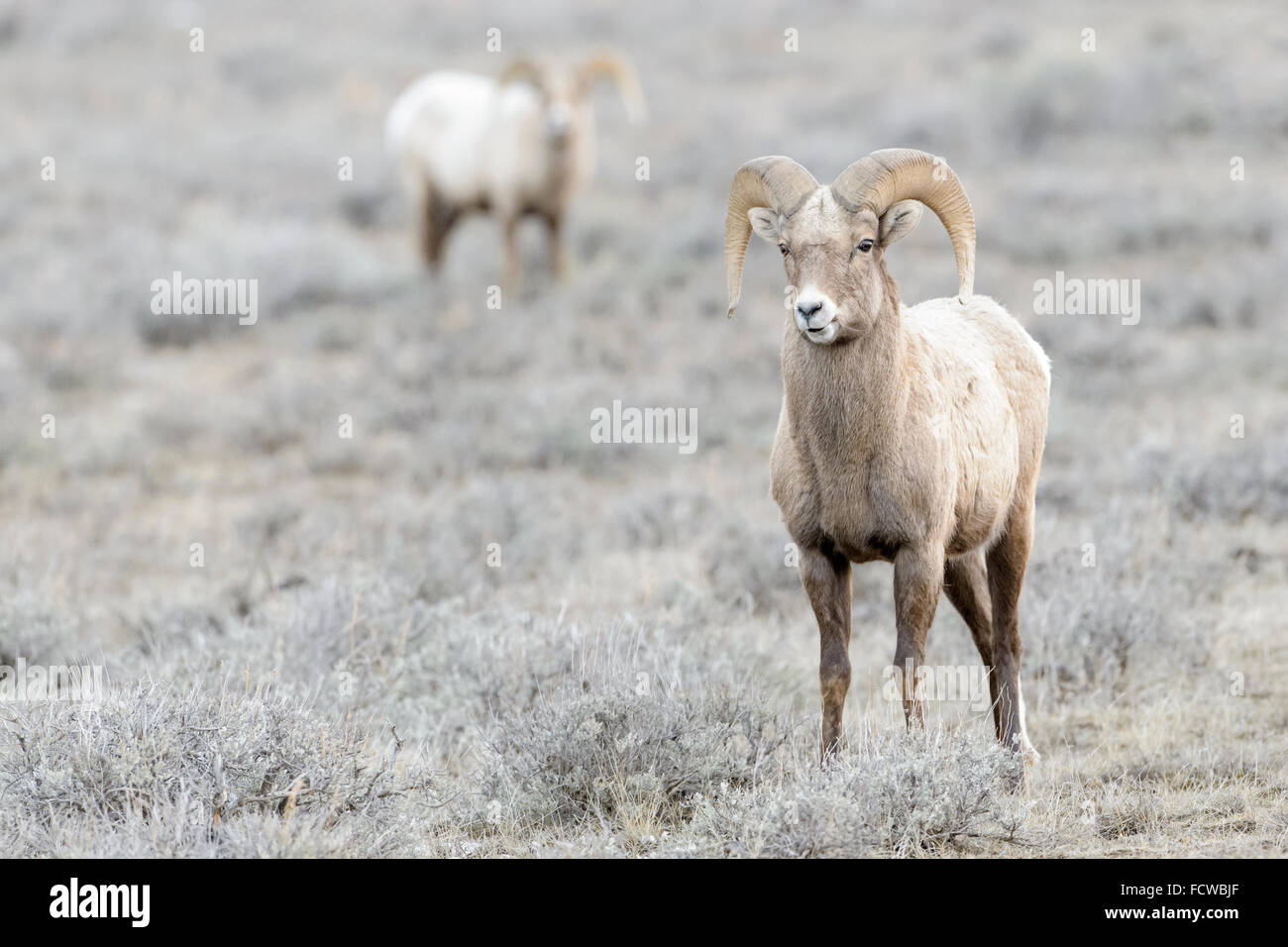 Bighorn Sheep (Ovis canadensis) male, ram, during winter, National Elk refuge, Jackson, Wyoming, USA. Stock Photo