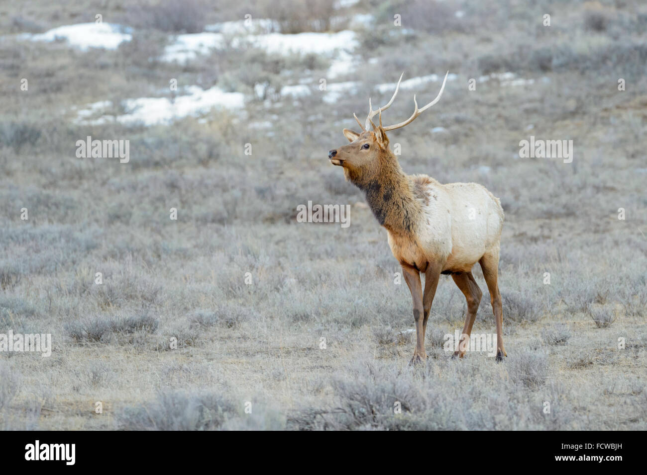 Elk or Wapiti (Cervus canadensis) in the snow, looking at camera, National Elk Refuge, Jackson