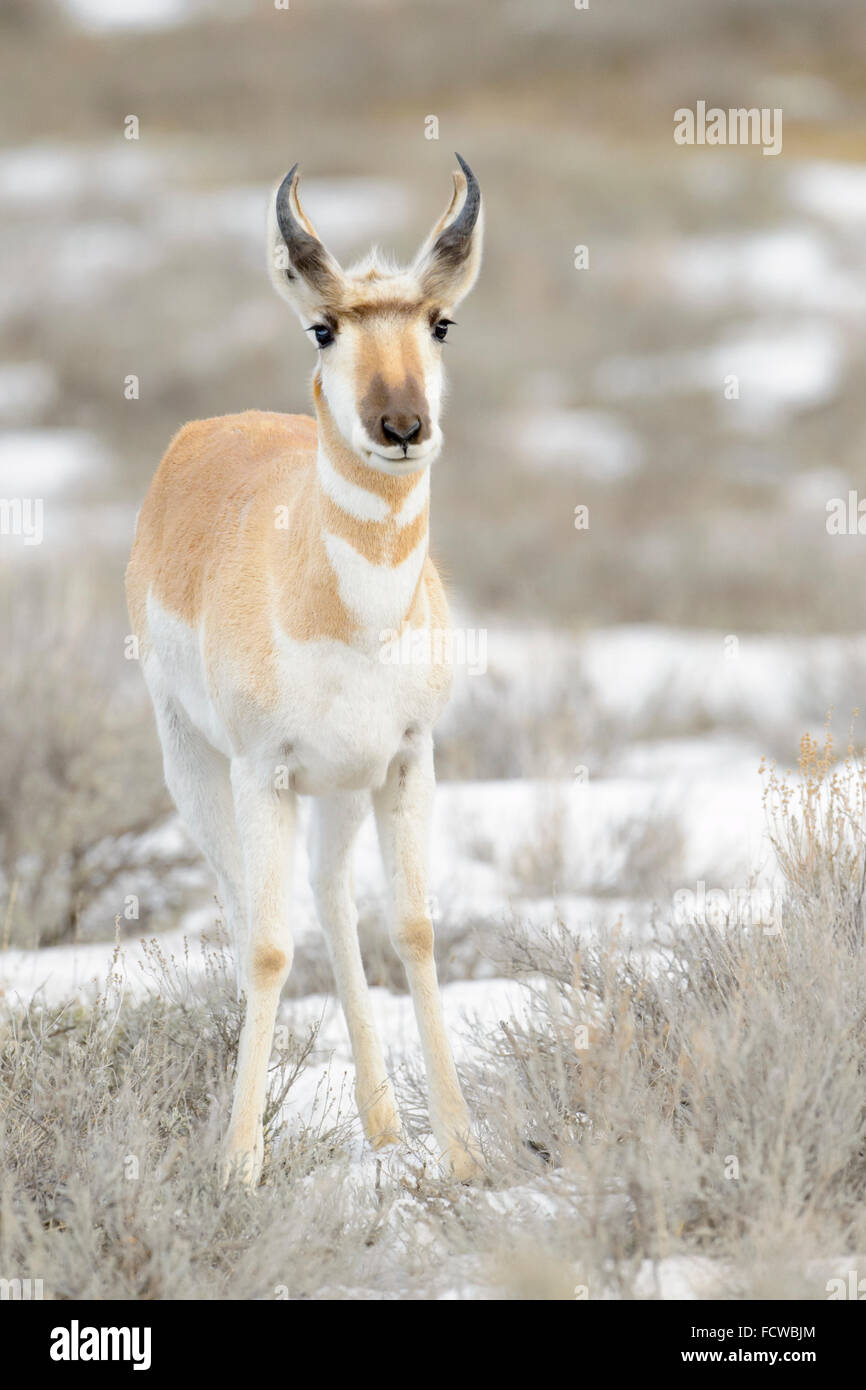Pronghorn Antelope (Antilocapra americana), looking at camera