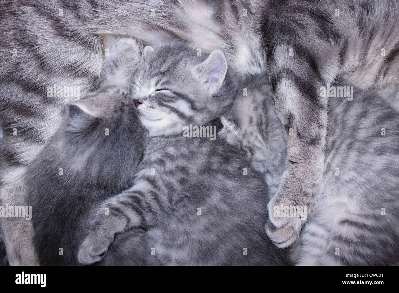 sleeping and embracing kittens of Scottish Straight Stock Photo