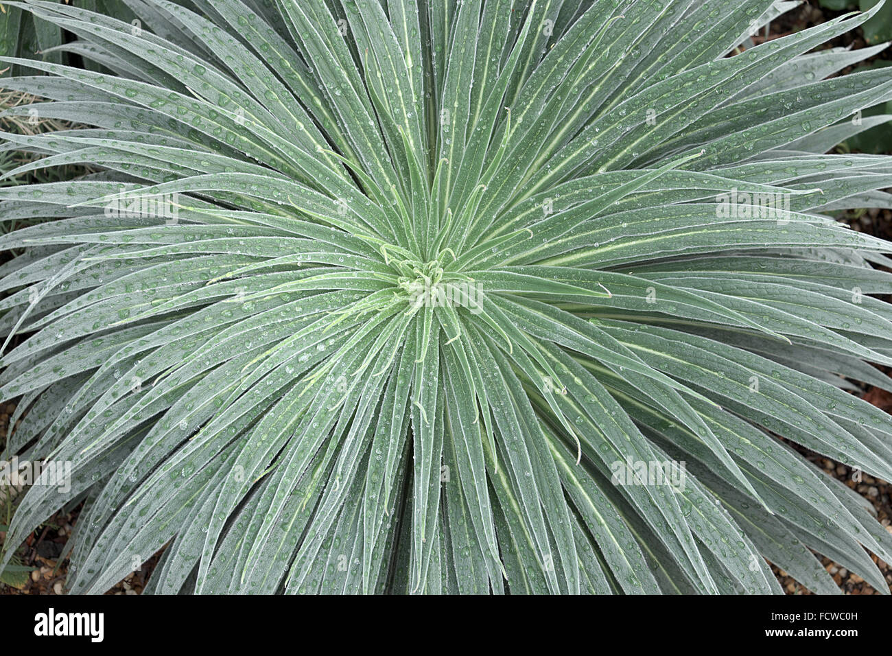 araceae dracunculus canariensis Stock Photo