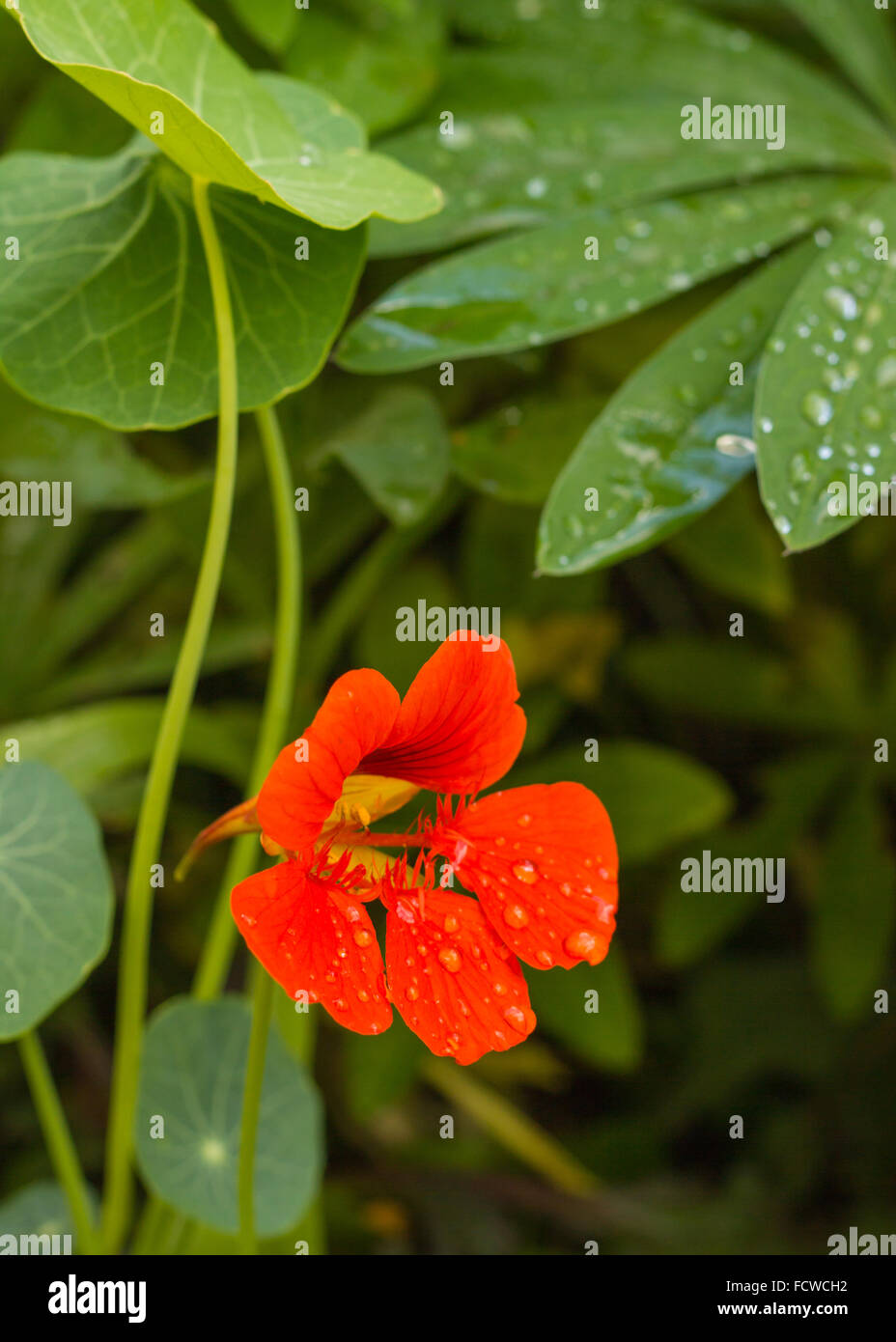 Bright nasturtium flower after rain Stock Photo