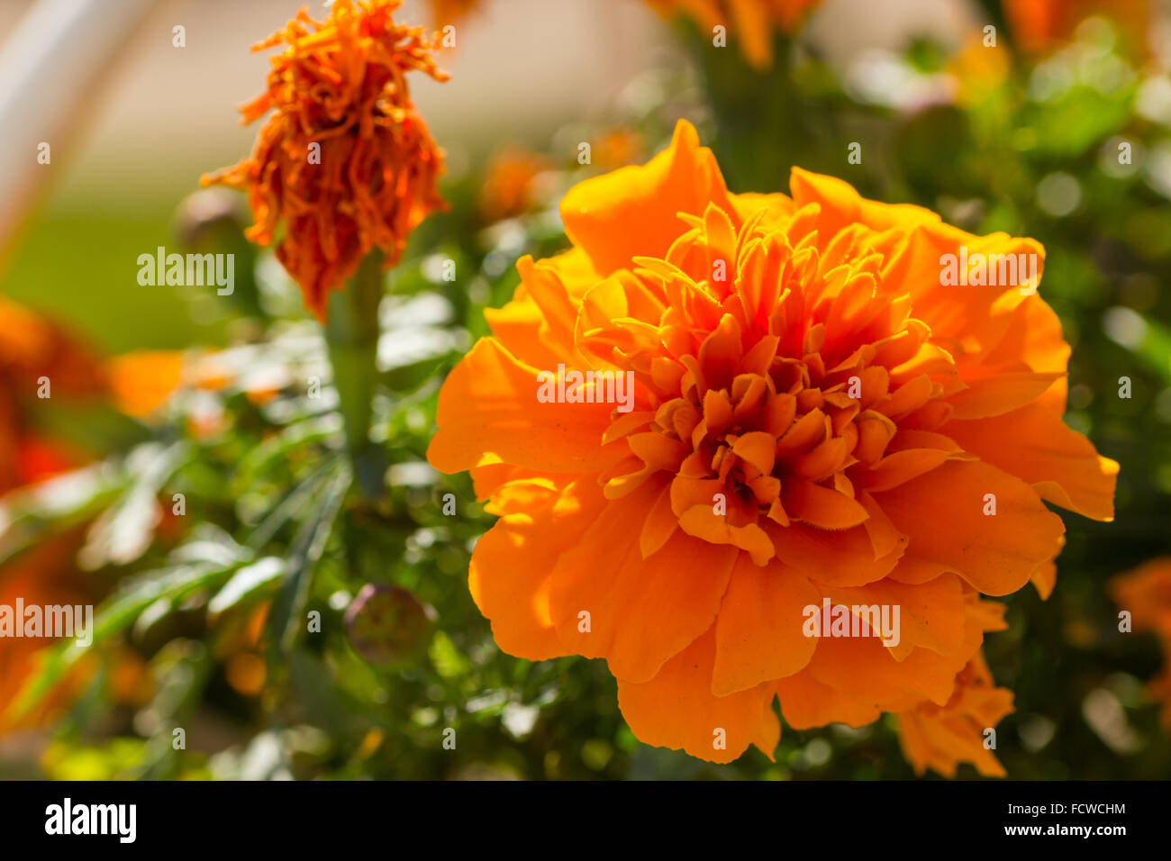 Marigold (Tagetes) flowers, a popular garden plant with bright, vivid colors Stock Photo