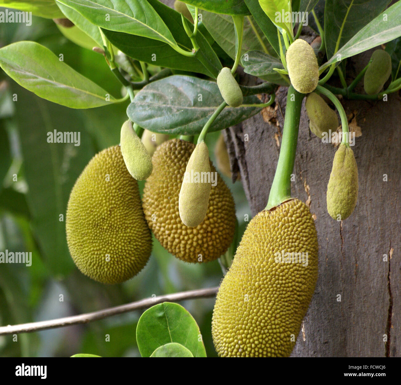 Artocarpus heterophyllus, Jack fruit, tropical vegetable, unripe fruit