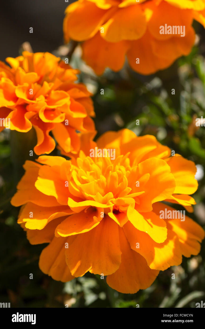 Marigold (Tagetes) flowers, a popular garden plant with bright, vivid colors Stock Photo