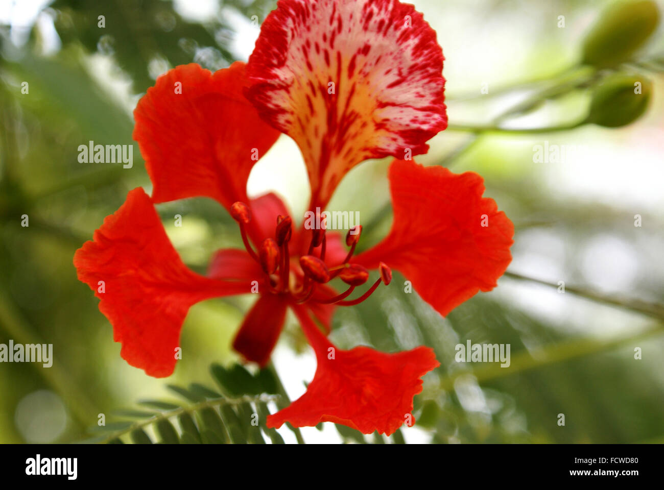 Gulmohar tree flowers hi-res stock photography and images - Alamy