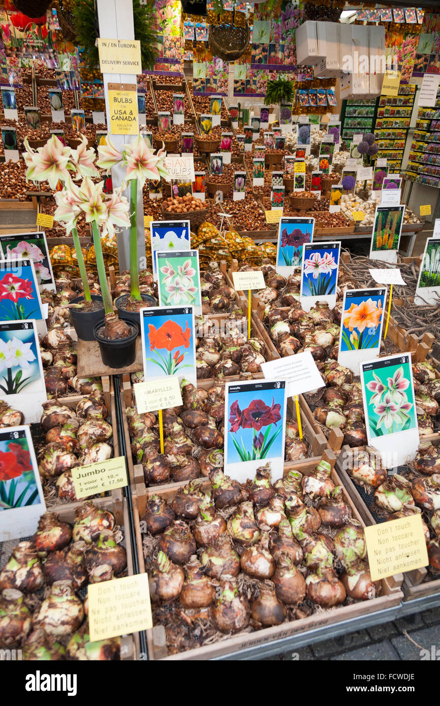 Bulb / bulbs (including Amaryllis varieties) for sale in the autumn at the Amsterdam floating flower market – the Bloemenmarkt. Singel, North Holland Stock Photo