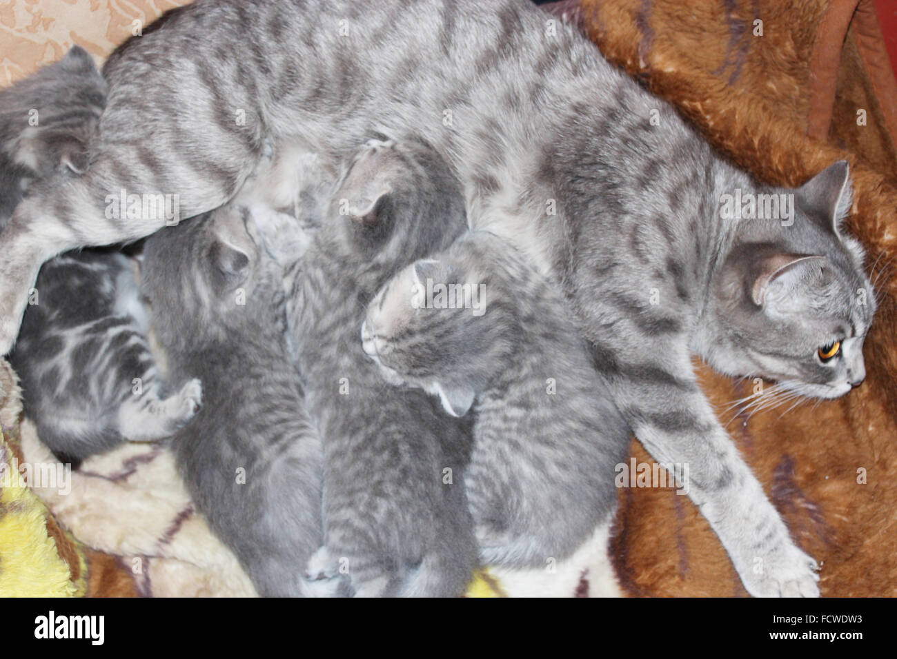 cat and its newborn kittens of Scottish Straight breed Stock Photo