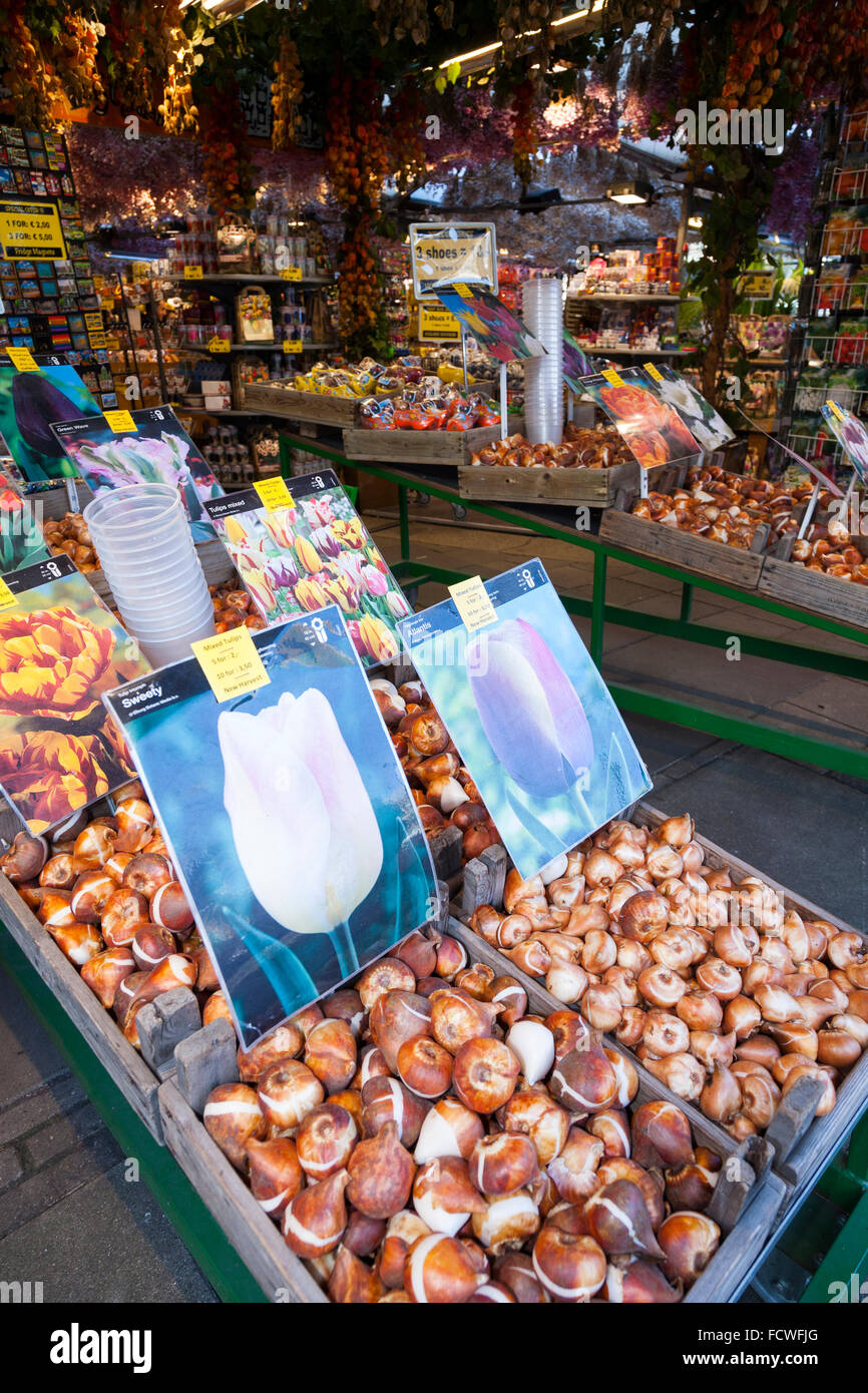 Spring tulip bulbs / tulips for sale in the autumn at the Amsterdam