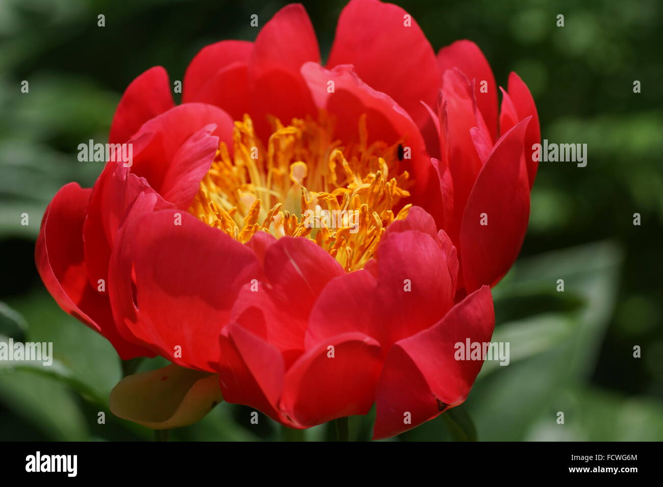 Paeonia lactiflora Coral Magic Stock Photo