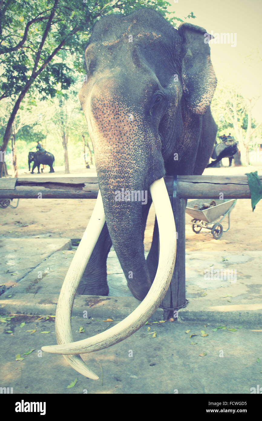 Old elephant with long tusks. Retro style filtred image. Stock Photo