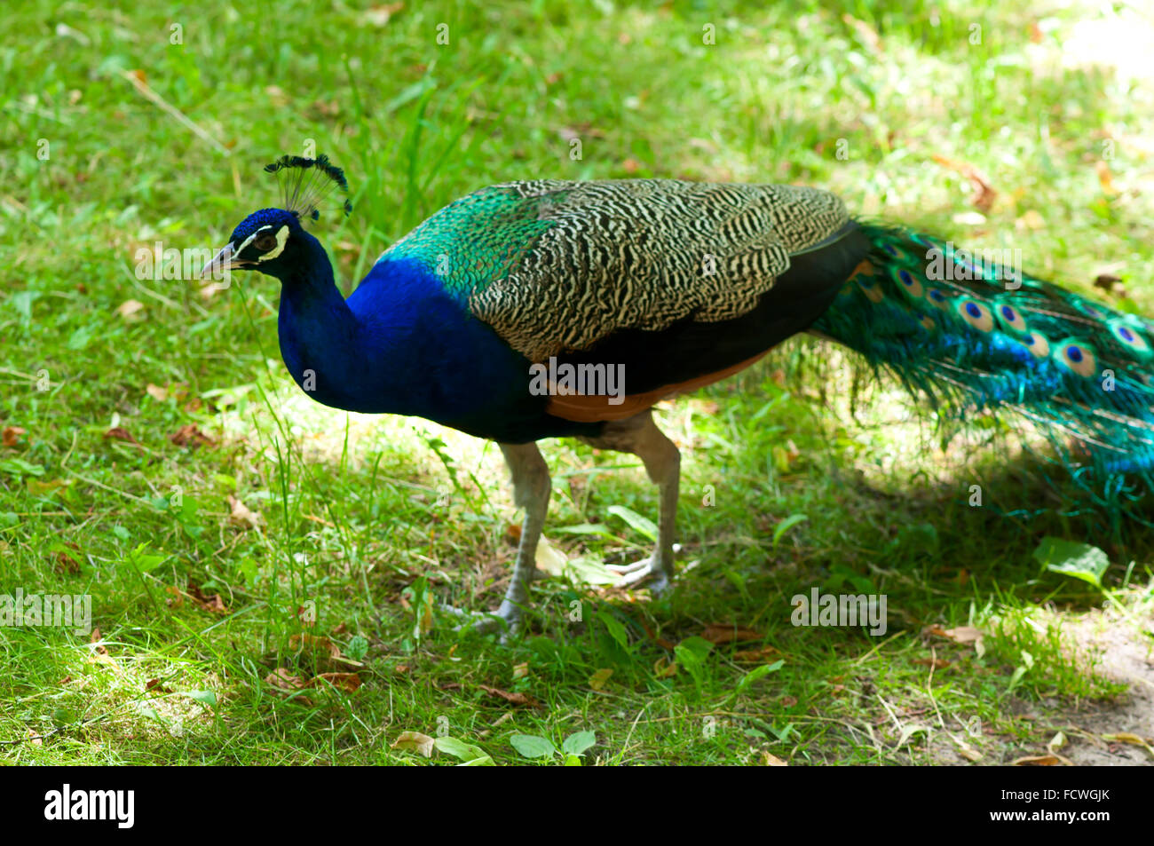 Picture of a beautiful male peacock with colorful tail on display Stock ...